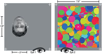 Object Localization Does Not Imply Awareness of Object Category at the Break of Continuous Flash Suppression